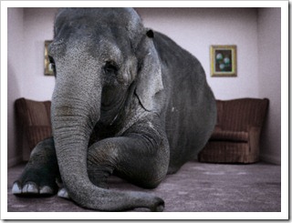 Resultado de imagen de el elefante en la habitaciÃ³n frases